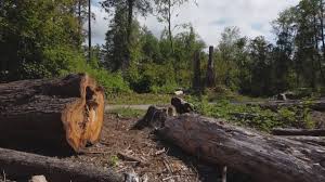 Oak Lawn, IL Tree Services Company