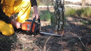 Best Utility Line Clearance  in Oak Lawn, IL