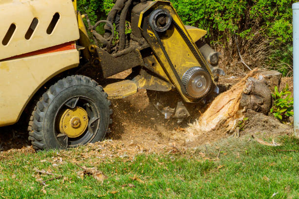 Best Aeration Services  in Oak Lawn, IL