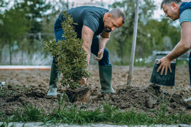 Best Arborist Consultation Services  in Oak Lawn, IL