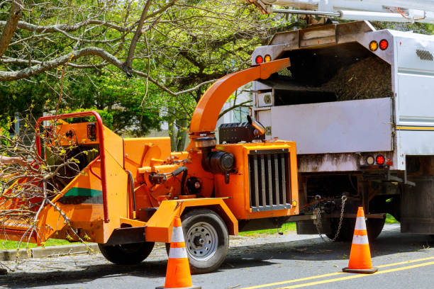 Best Root Management and Removal  in Oak Lawn, IL