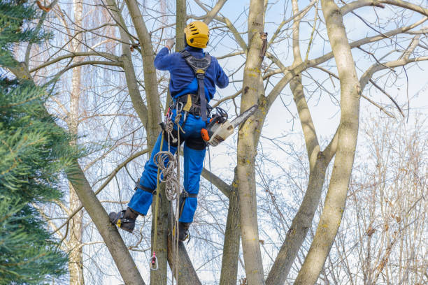 Best Weed Control  in Oak Lawn, IL