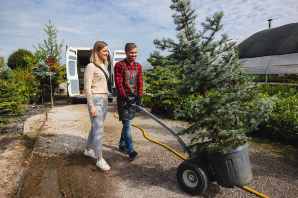 Best Lawn Disease Treatment  in Oak Lawn, IL