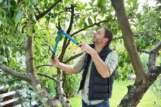Best Hazardous Tree Removal  in Oak Lawn, IL